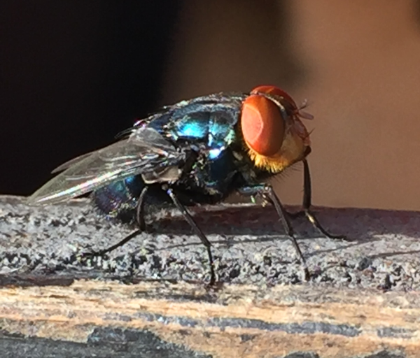screwworm fly with red eyes