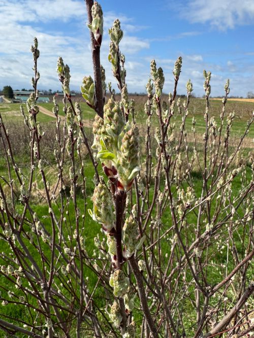 For decorative purposes.