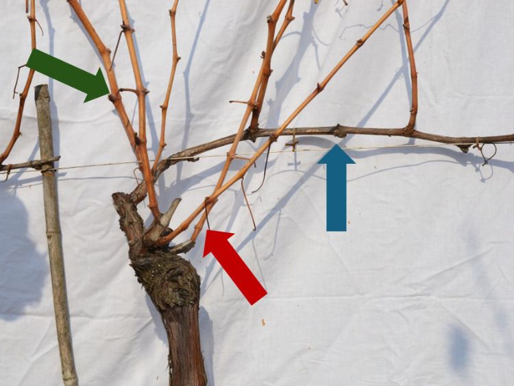 A well-pruned grapevine with three arrows pointing at three different cuts.