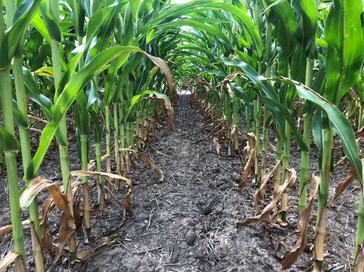 Corn leaf firing at R3 indicating plant nitrogen deficiency.