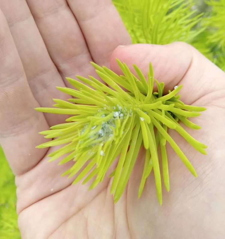 Balsam twig aphids in a fir needle.