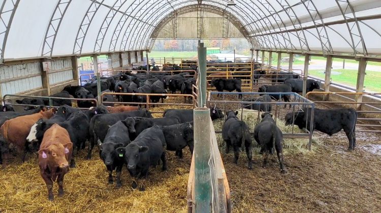 Angus, Red Angus, Hereford, Charolais, Simmental, and SimAngus bulls being tested at the MCA/MSU Bull Evaluation Program. Photo credit: Dan Buskirk