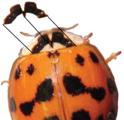 Asian lady beetle