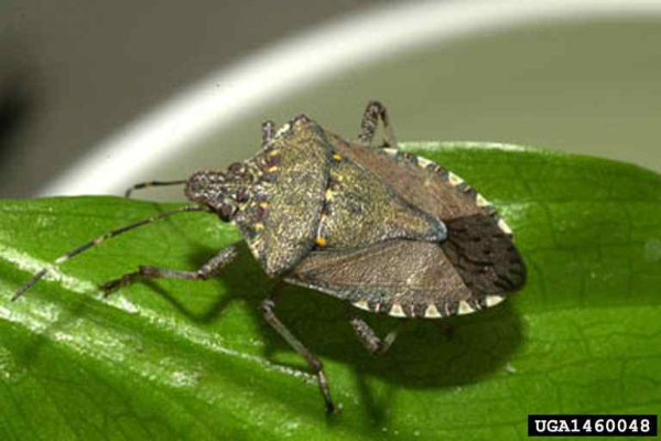 Brown marmorated stink bugs