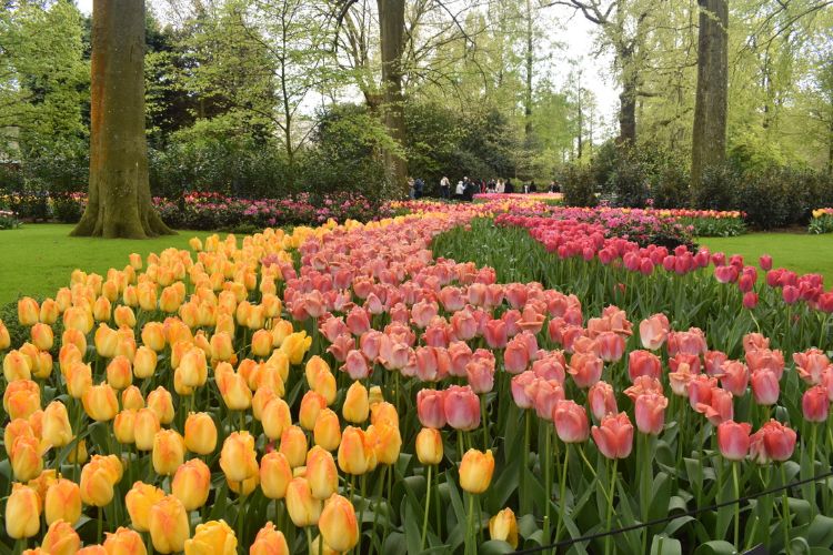 Yellow and pink tulips.