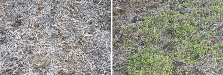 A field with very little weeds after glyphosate was applied in the fall, and a field with a lot of weeds after no glyphosate was applied.