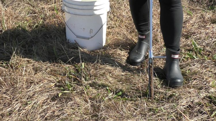 Using a probe to pull a sample of soil out of the ground.