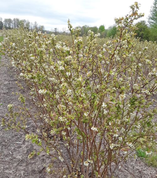 Bluetta blueberry variety.