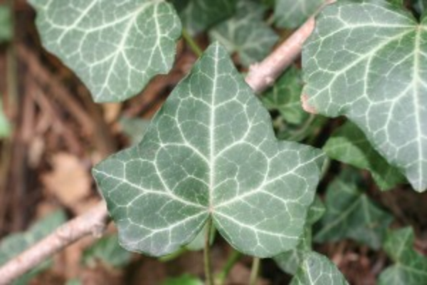 english ivy leaf