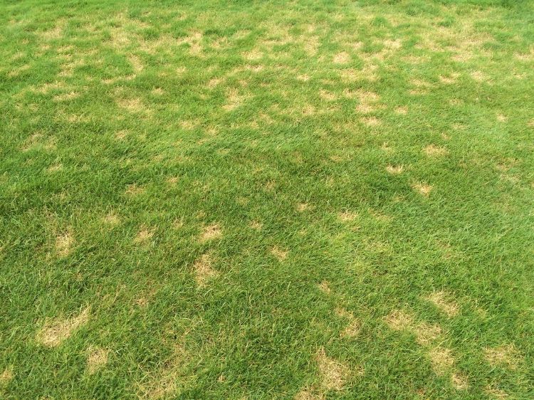 Yellow spots on green turfgrass.