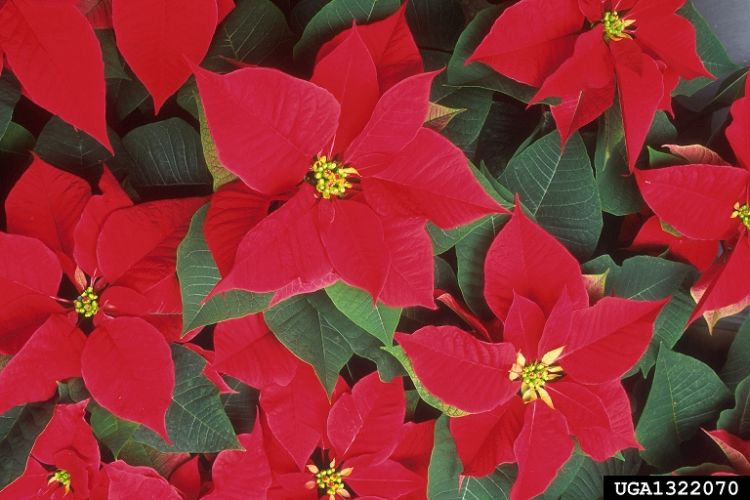 A red poinsettia plant.