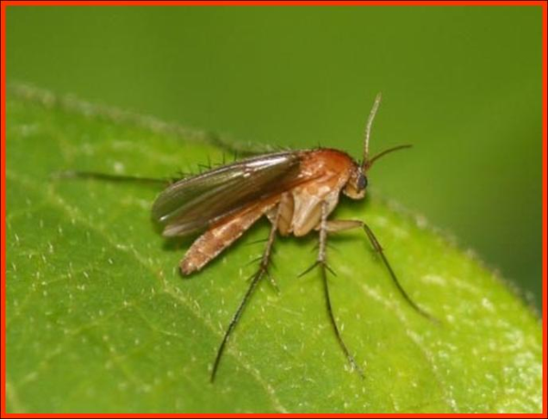 fungus gnats