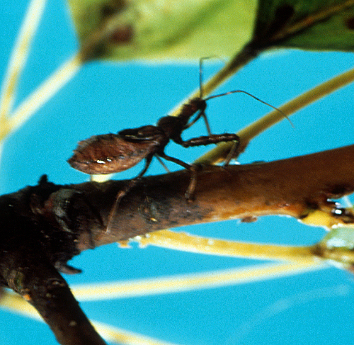  The head is narrow and elongate with a neck-like portion behind the eyes. 