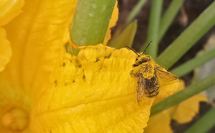 yellow and black bee sitting on top of a yellow flower with green stems in the background