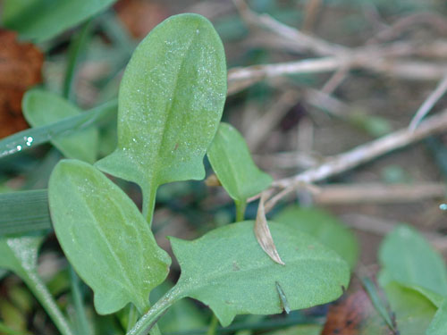  red sorrel2.jpg 