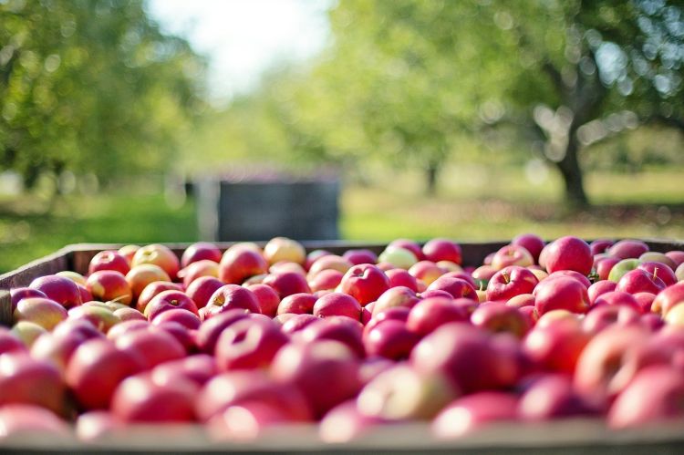 Apples in a bin