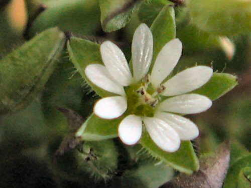  common chickweed6.jpg 