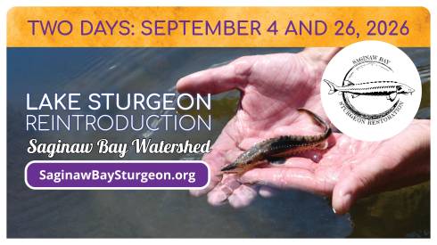 Hands holding young sturgeon while releasing into water. Additional text is included in the event description.