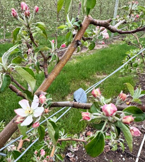 Close-up photo of an apple tree branch at early bloom stage with pink flower buds and a few open blossoms.