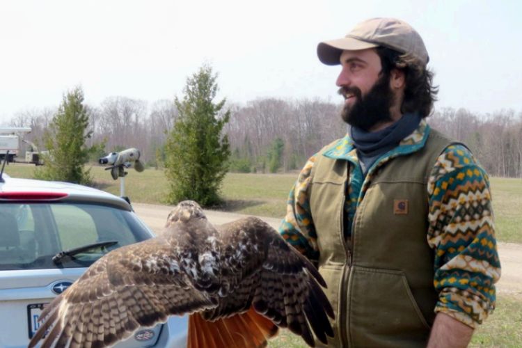 Image of MSU Fisheries and Wildlife graduate student Nick Alioto conducting field work. In the photo, Alioto is holding a red-tailed hawk.