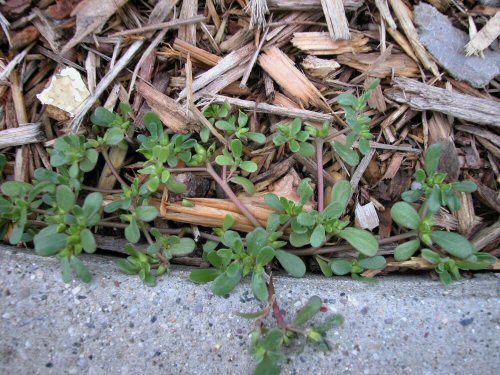  Common Purslane4.jpg 