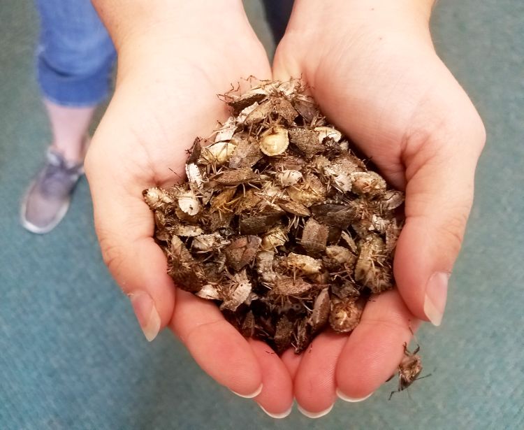 handful of brown marmorated stink bugs