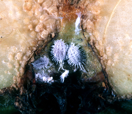 Adult females and nymphs are covered with wax appearing mostly white. The adult female has long body filaments. 