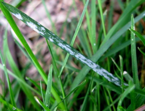  powdery mildew1.jpg 