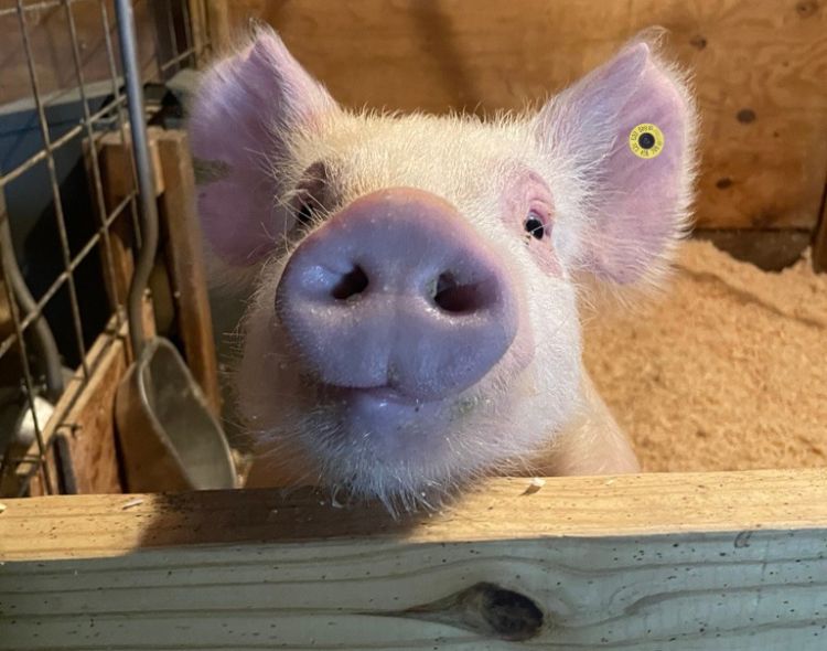 A white pig sticking its nose over a gate.
