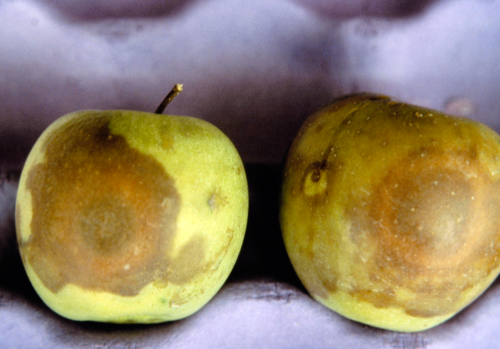  Rotted fruit are tan to light brown. 