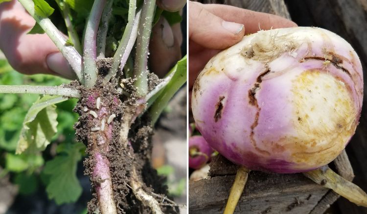 Cabbage maggots and their damage in turnips