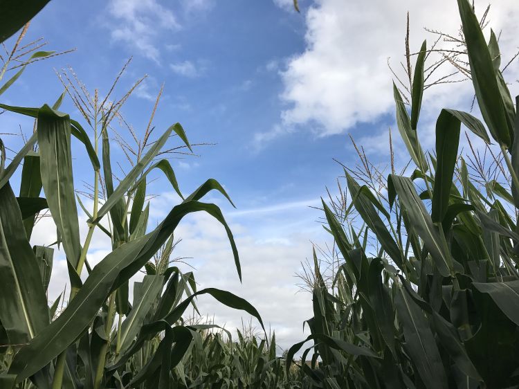 Corn and sky.