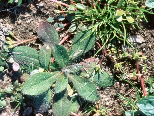  orange hawkweed1.jpg 