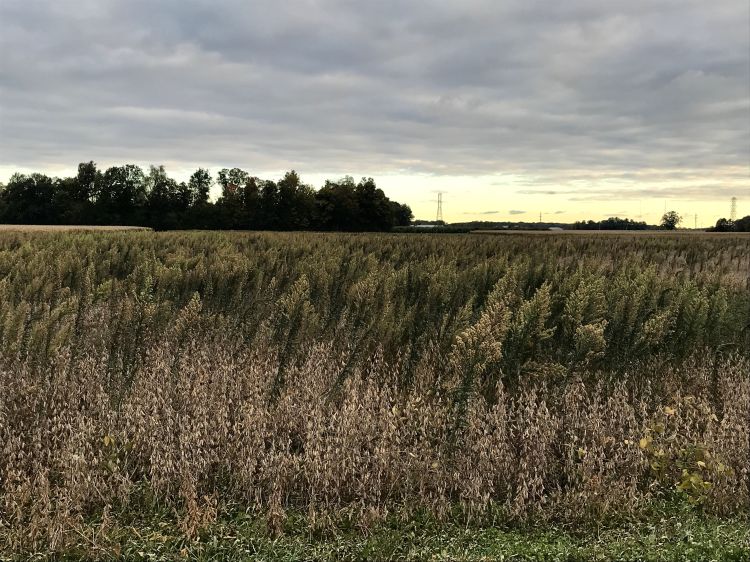 soybean field with horseweed.