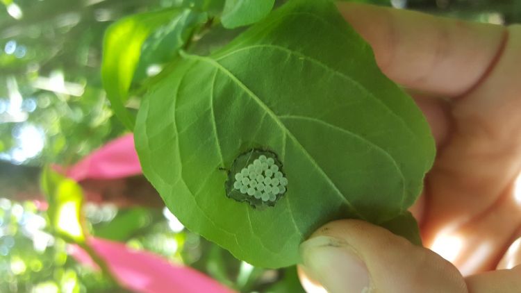 Brown marmorated stink bug sentinel egg mass