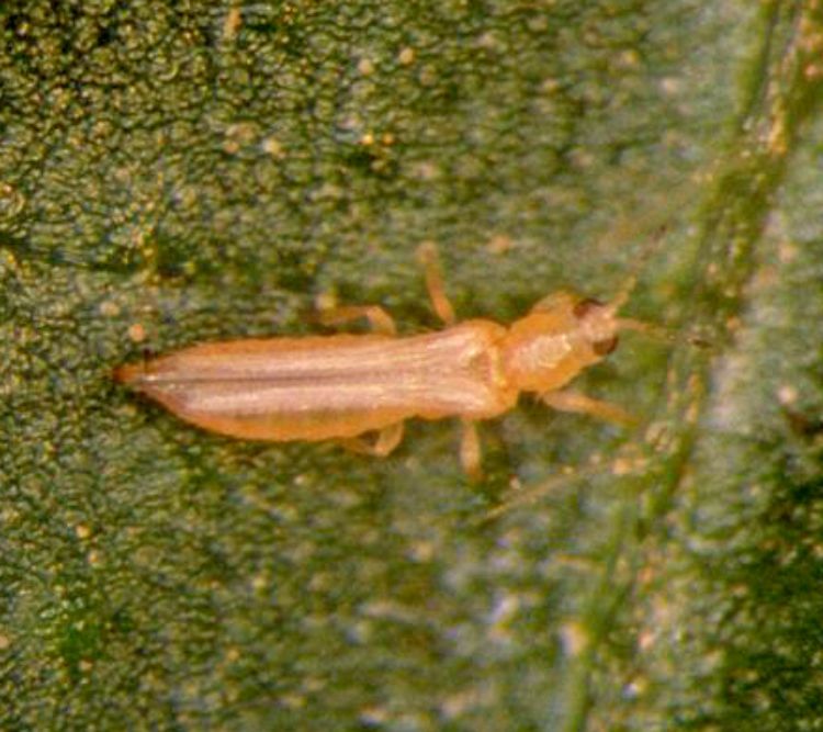 Western flower thrips. Photo: Frank Peairs, Colorado State University, bugwood.org