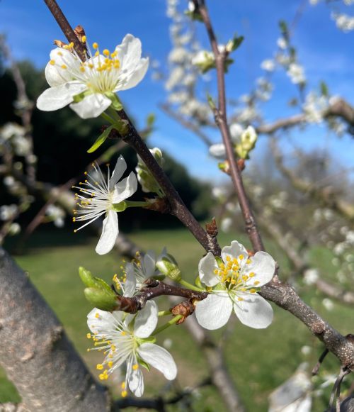 Plum fruit blooming.