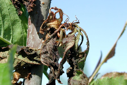  Blossom blast and loss of fruiting spurs. 