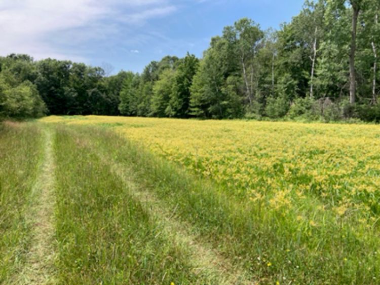 bright green field with dark green trees at the back edge