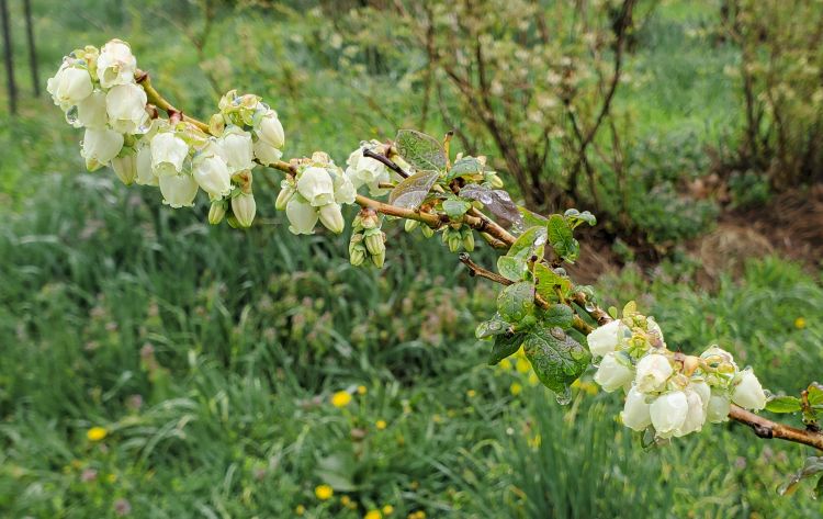 Blueberries starting to bloom.