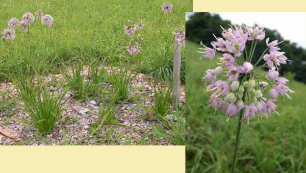 Nodding wild onion