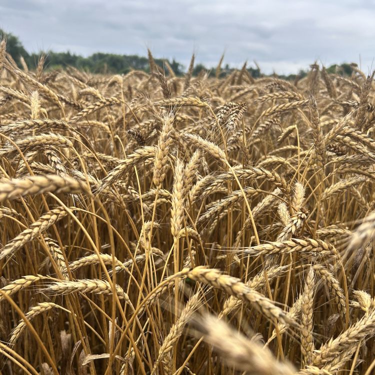 Closeup of a wheat field.