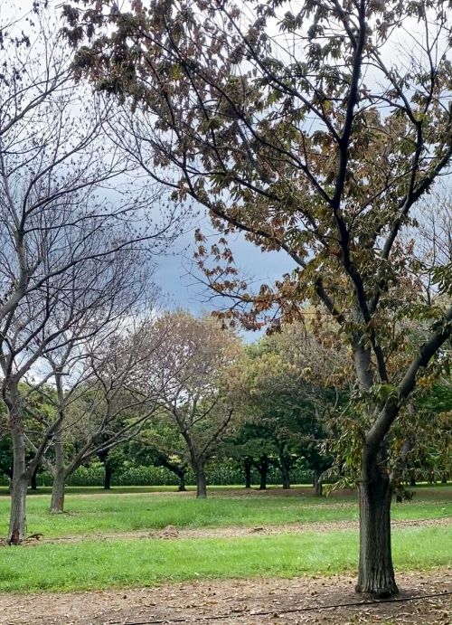 ‘Colossal’ chestnut trees at various stages of decline from oak wilt.