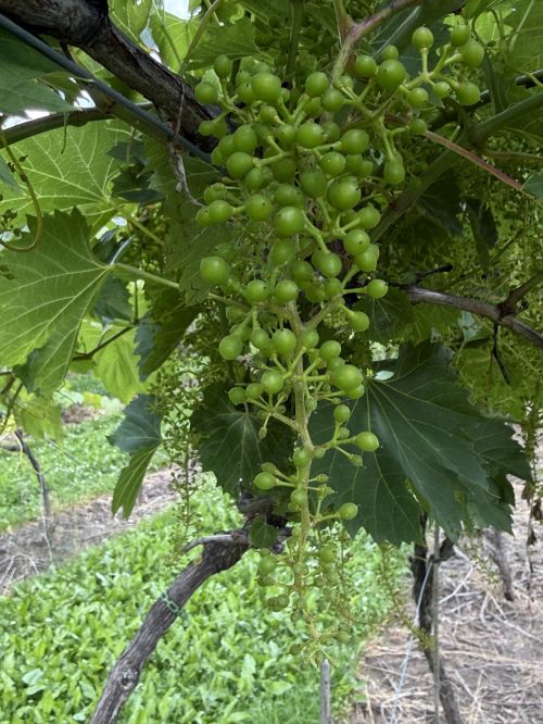 Very small unripe grape berries.