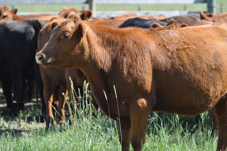 A field of cows.