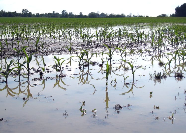 Corn 26 hours after rain. Photo credit: Marilyn Thelen, MSU Extension