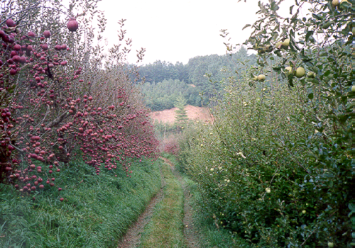  Heavily infected trees can become defoliated by late summer. 