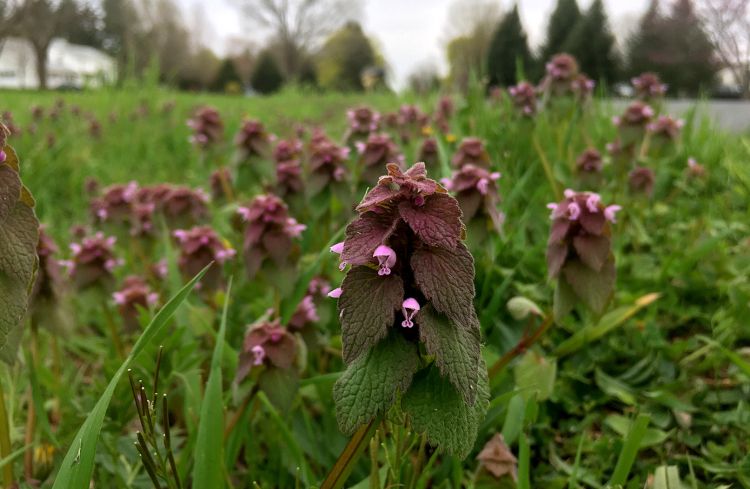 Patches of purple dead-nettle flowers alongside a road.