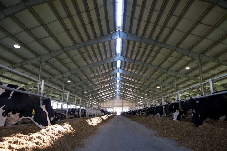 dairy barn with cows