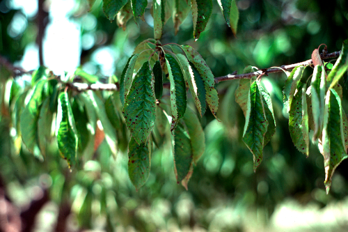 Lesions may be small or join to form large areas. The center of the lesion may drop out, giving the leaf a shot-holed appearance. 